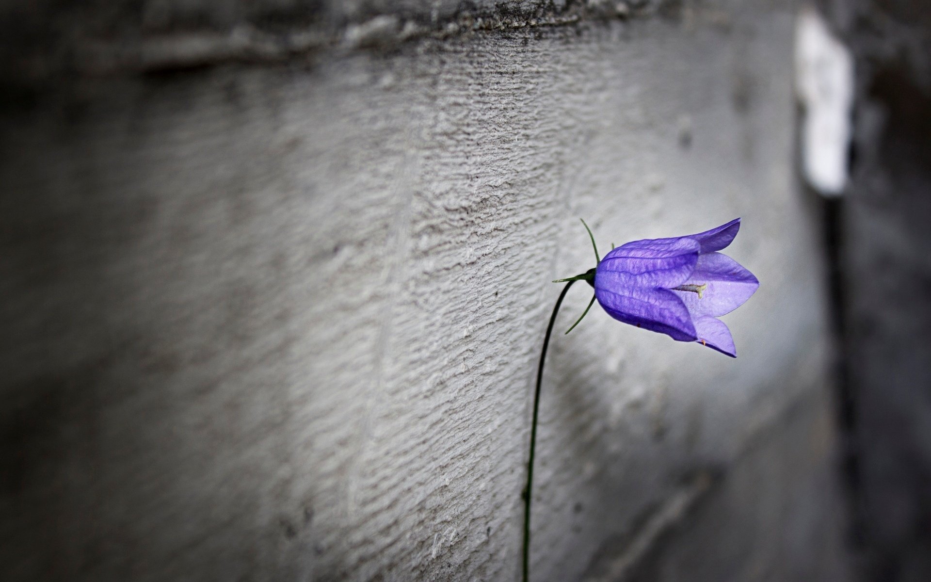 blur loneliness flowers flower purple