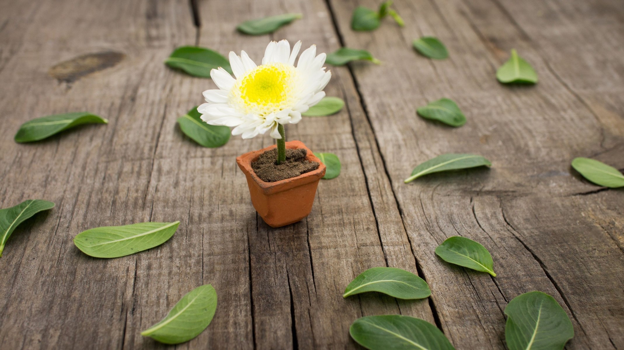 leaves white yellow flower flower flowers pot