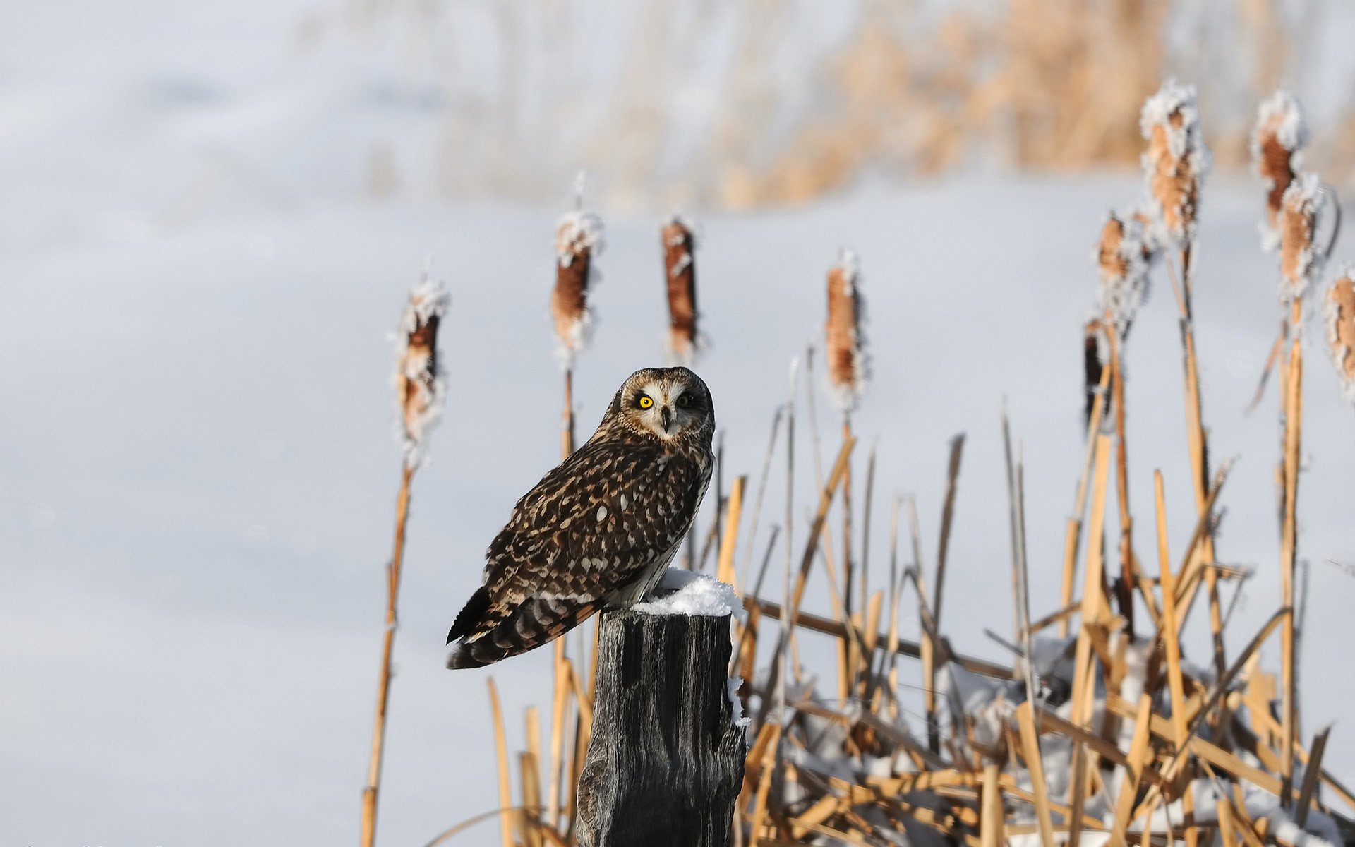 tocón pájaro búho cañas nieve invierno