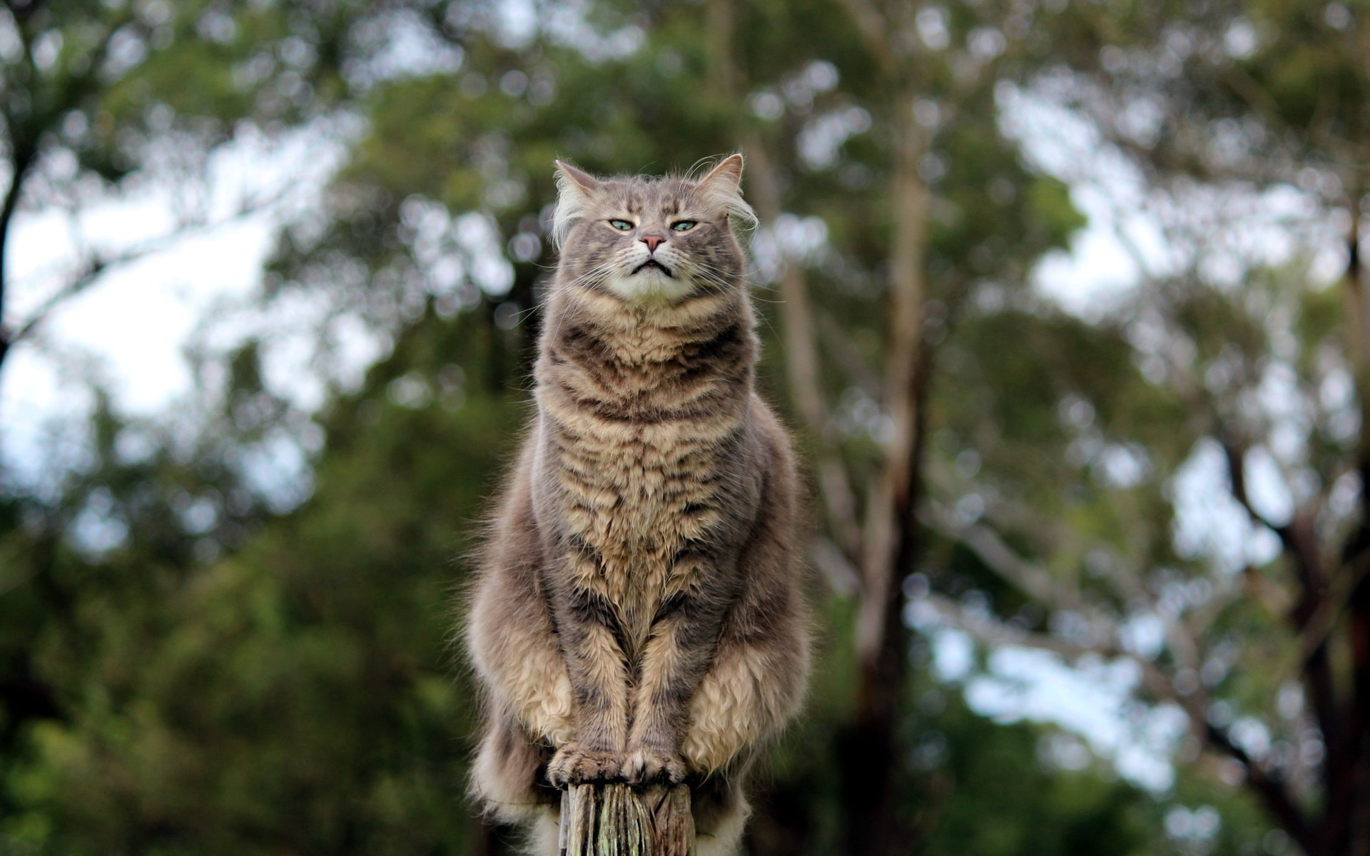 katze haltung blick