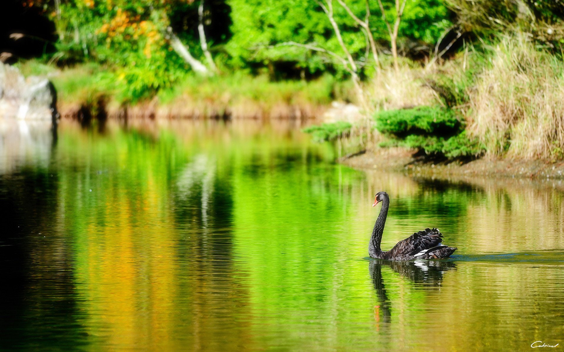 lago uccello cigno nero stagno