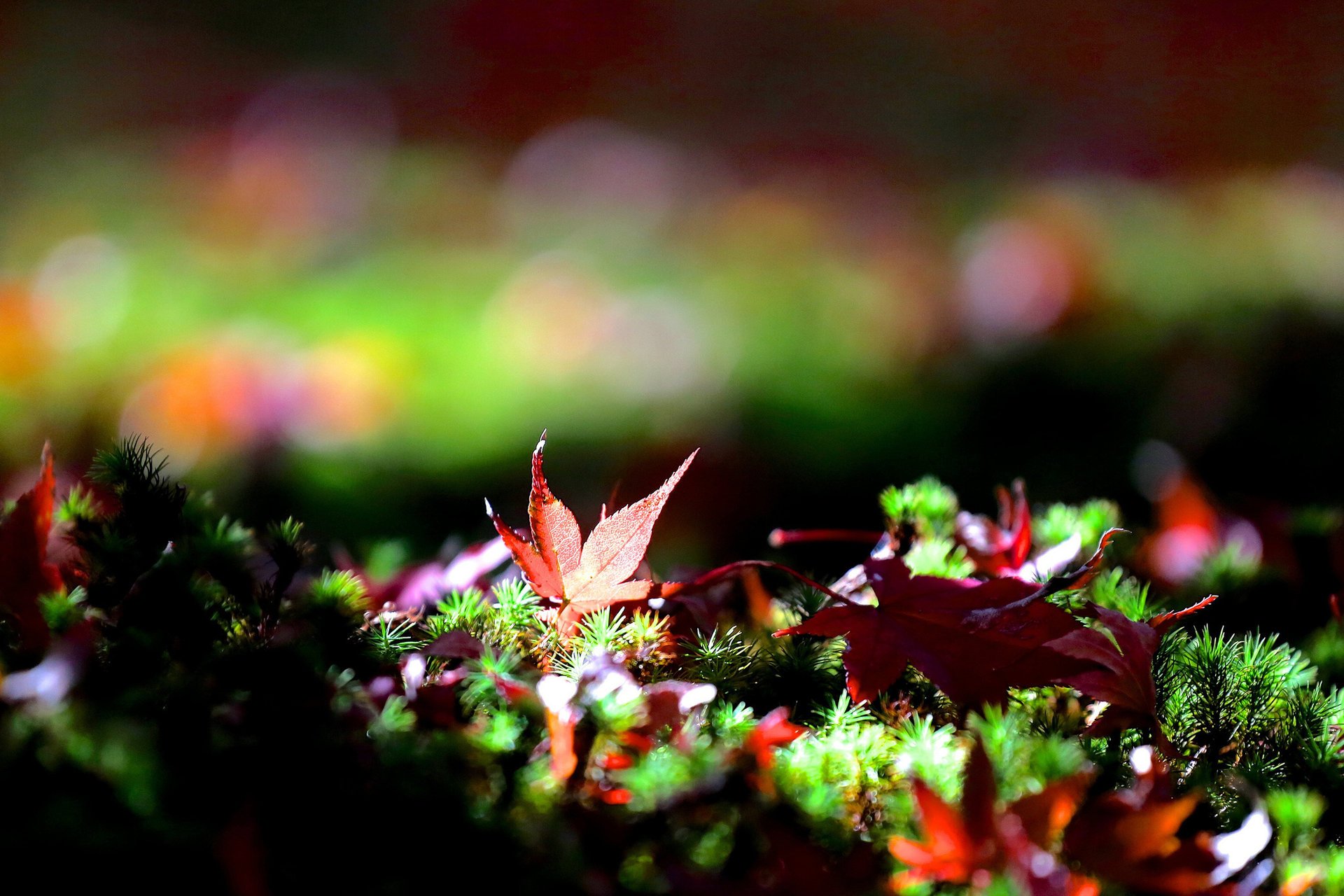 erba bokeh caduto foglie acero autunno