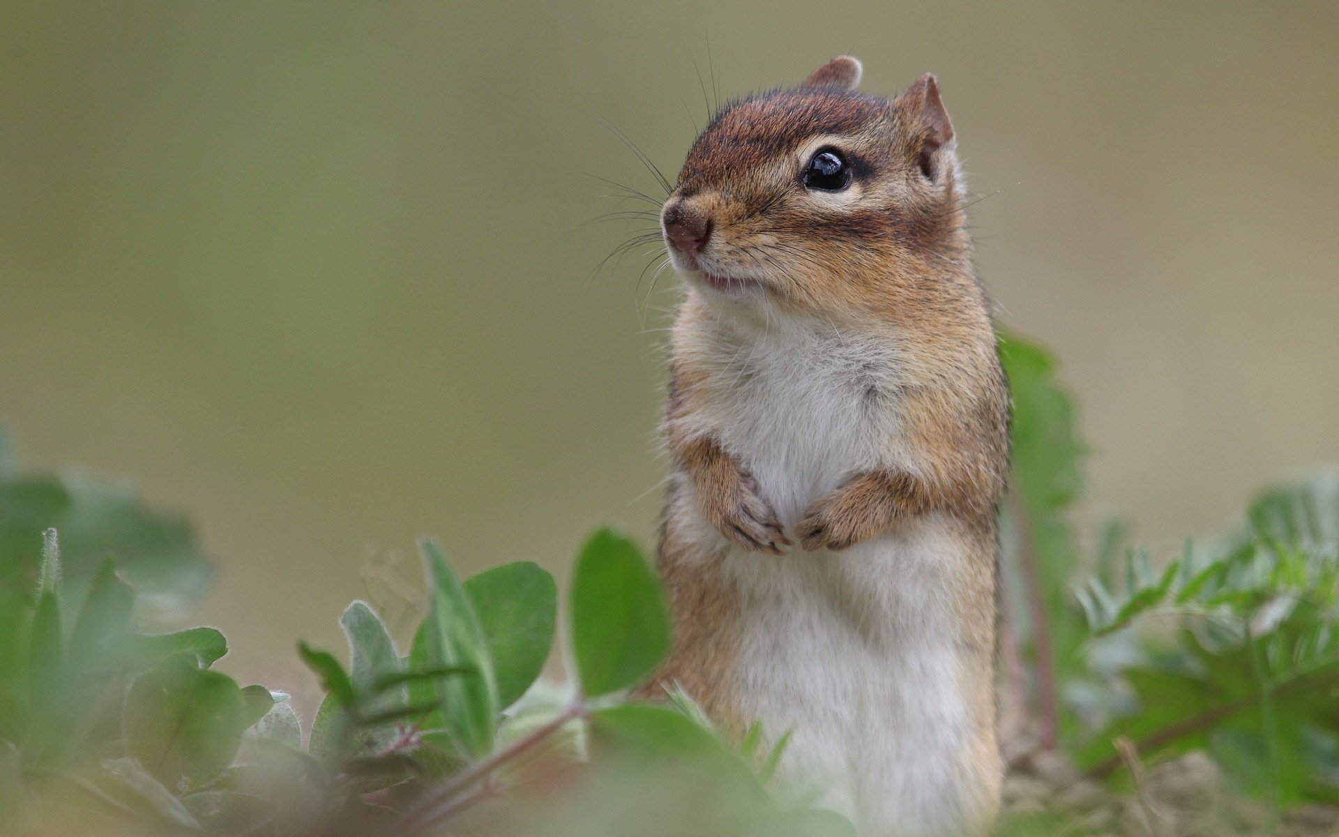 wiewiórka natura tło