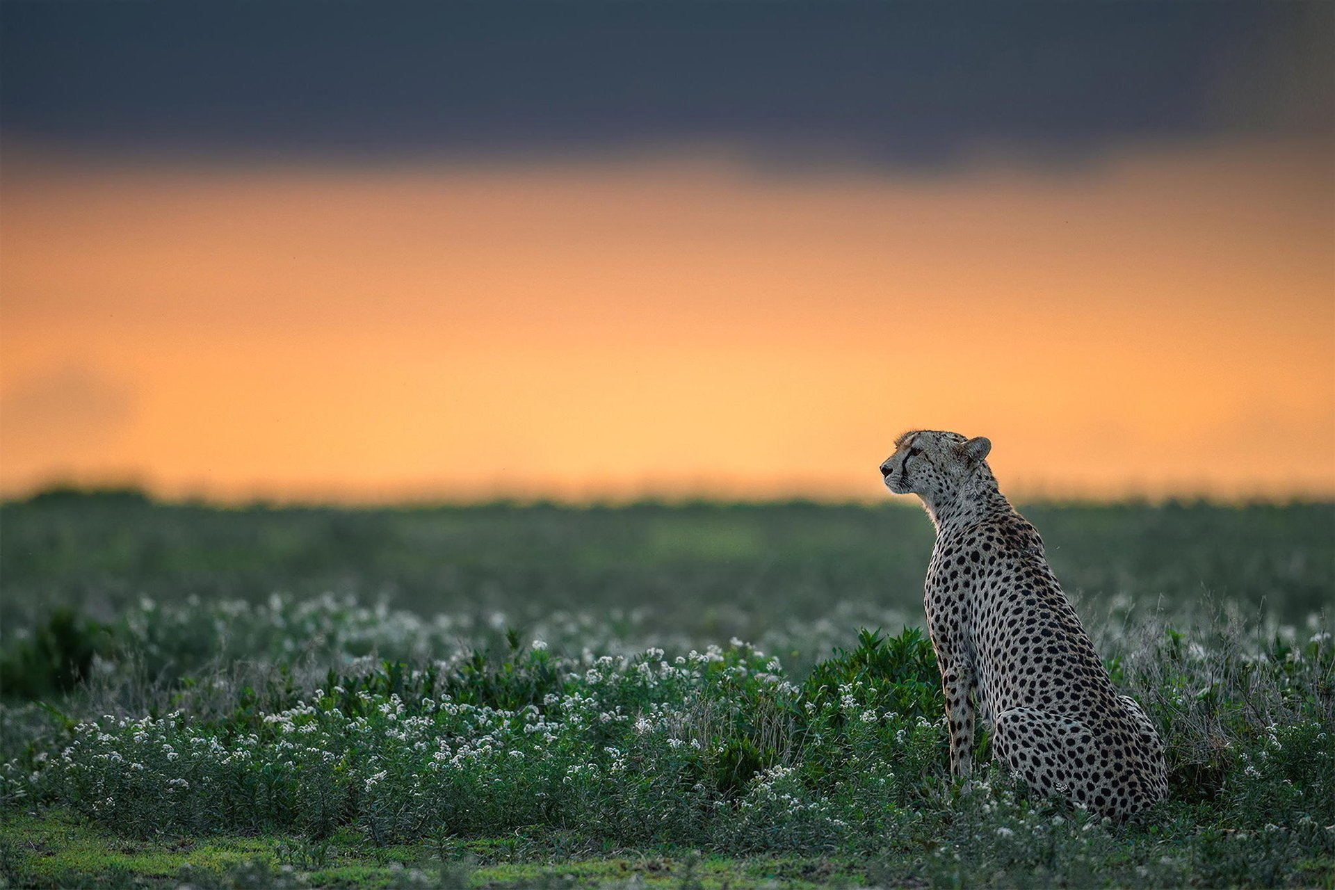 gepard tierwelt raubtier