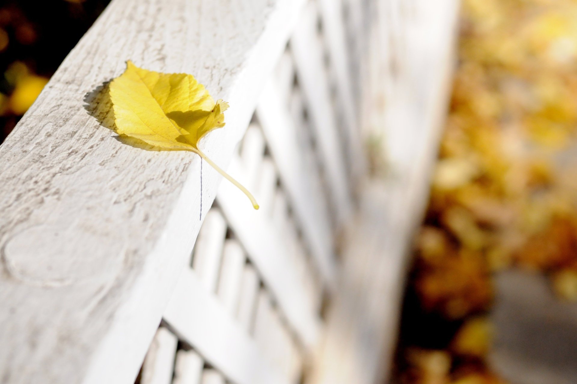 fleurs macro fond fleur feuille feuille jaune