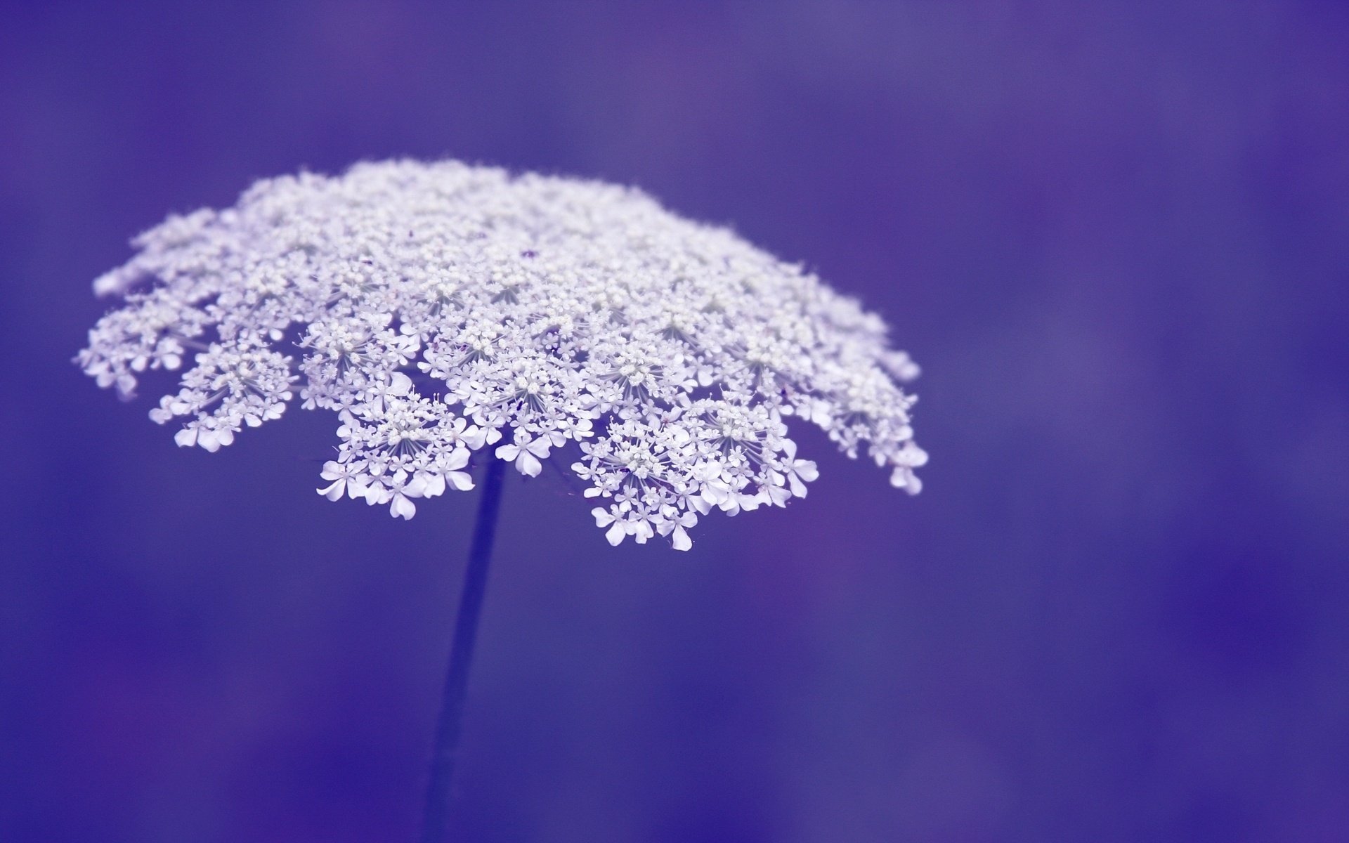 flowers flowers flowers macro background purple macro flower