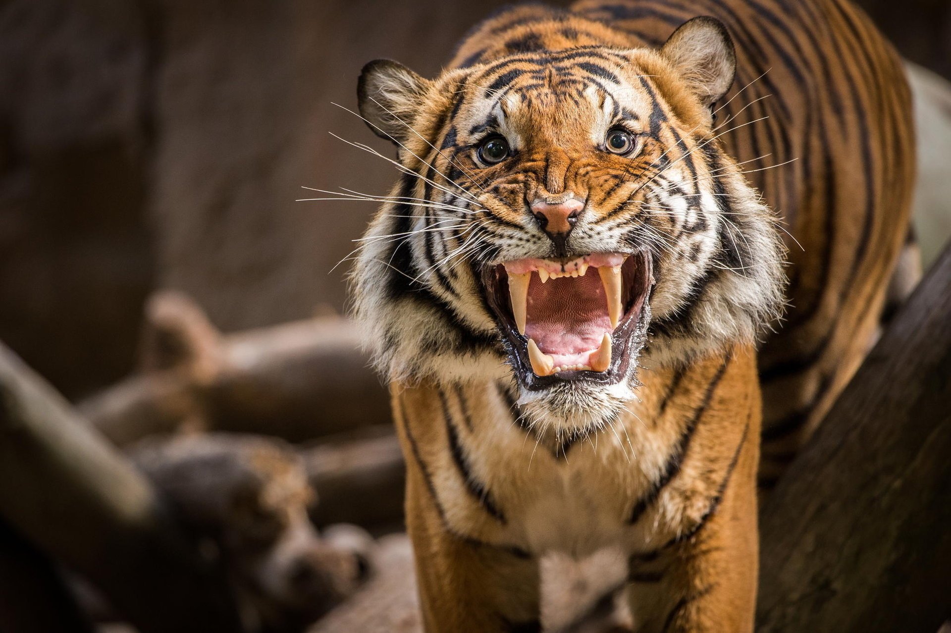 tigre sourire en colère rugissement