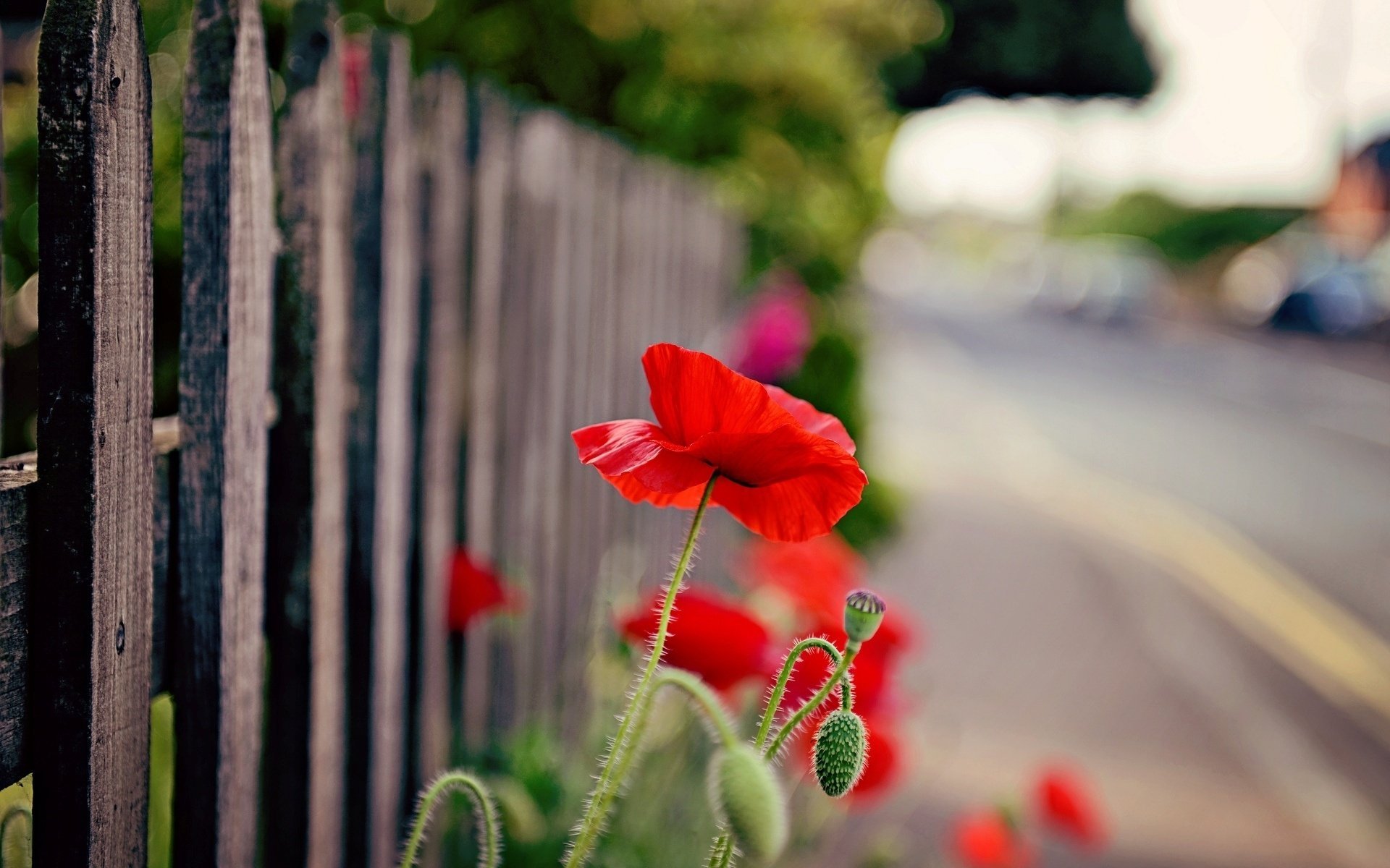 rosso recinzione recinzione fiore papavero fiori fiorellino