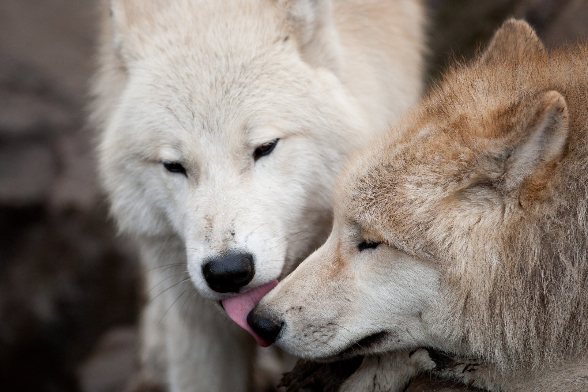 loups loup amour prédateurs baiser couple