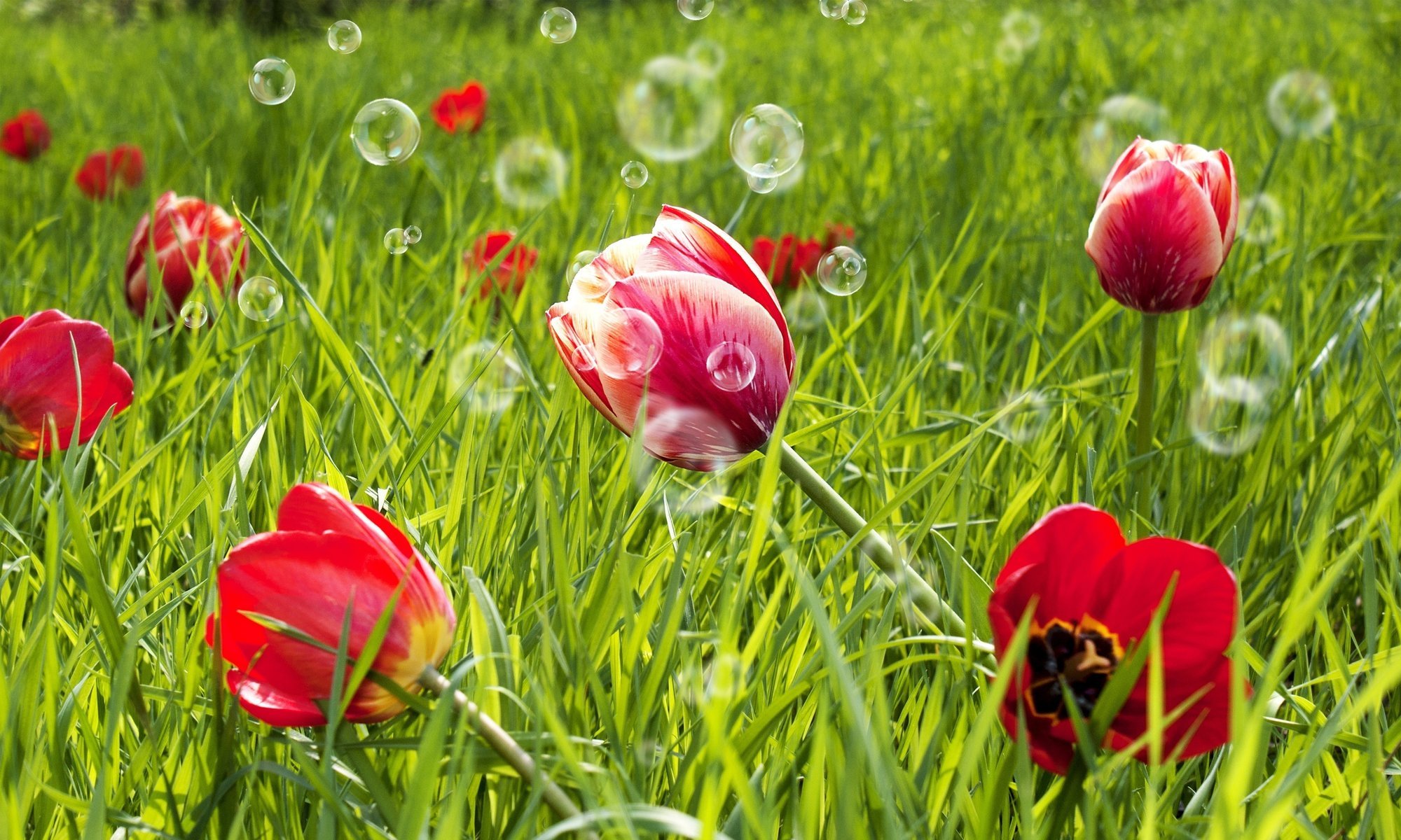 herbe champ fleurs rouge fleurs verdure tulipes