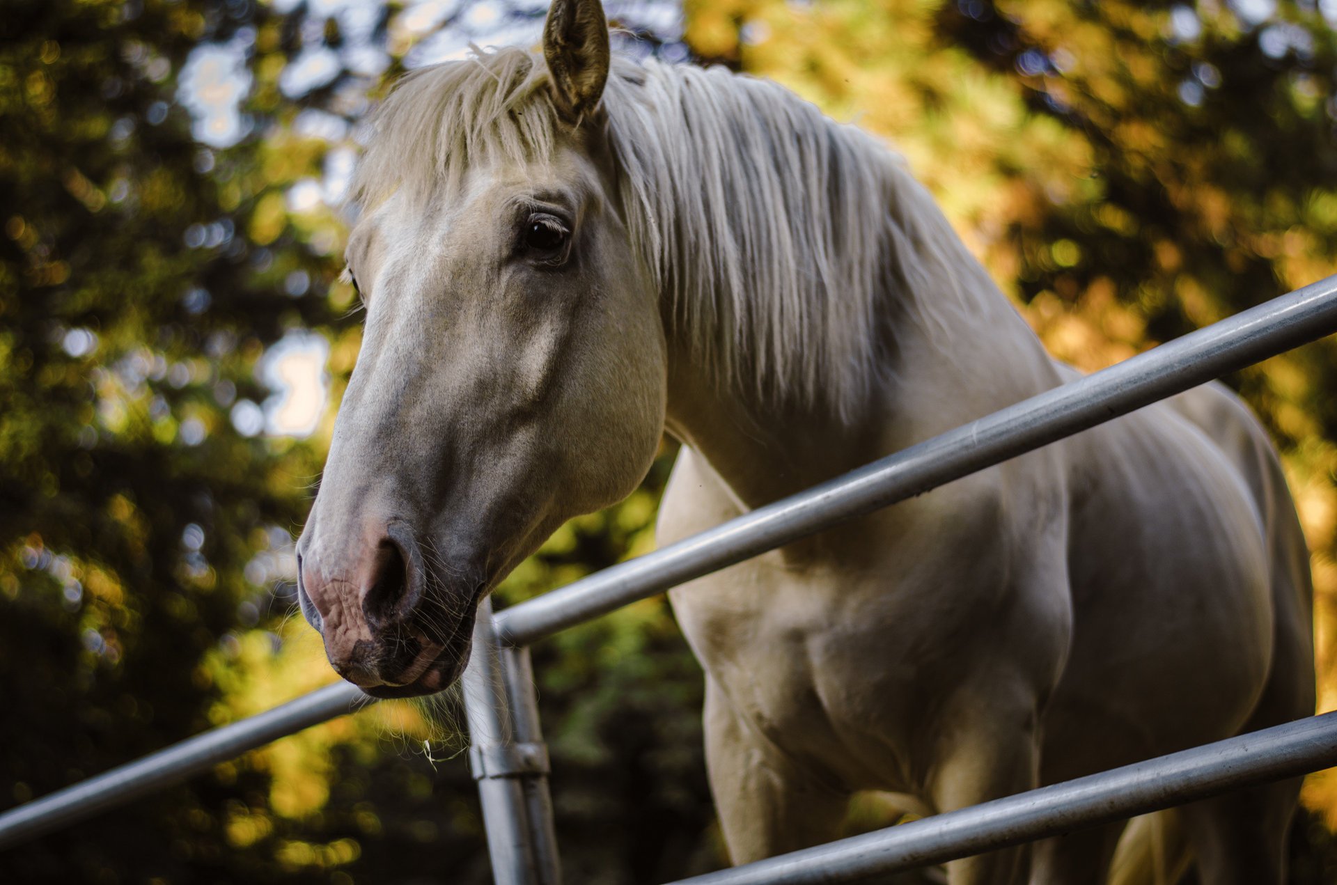 trees background the fence horse