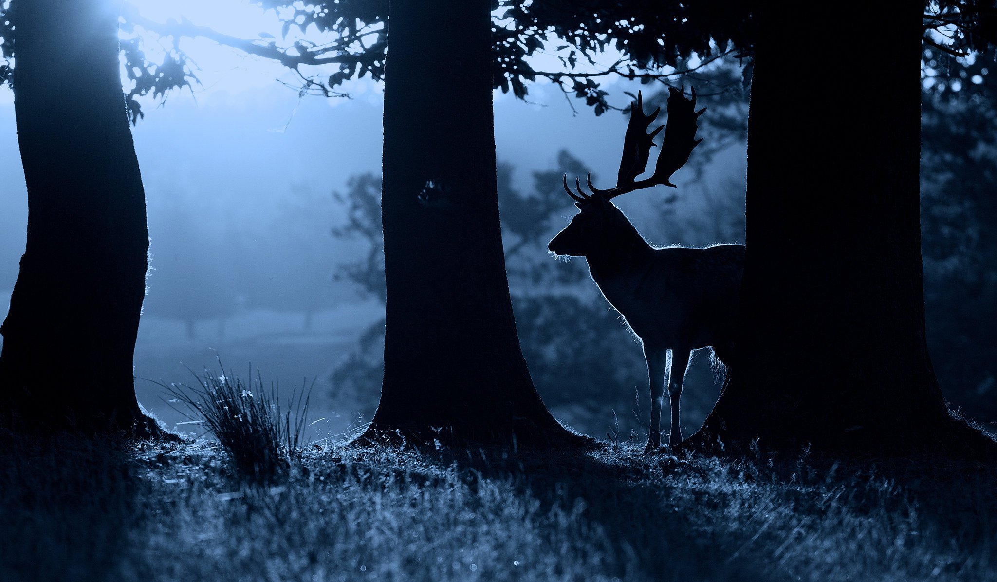 cervo forza notte natura natura animale