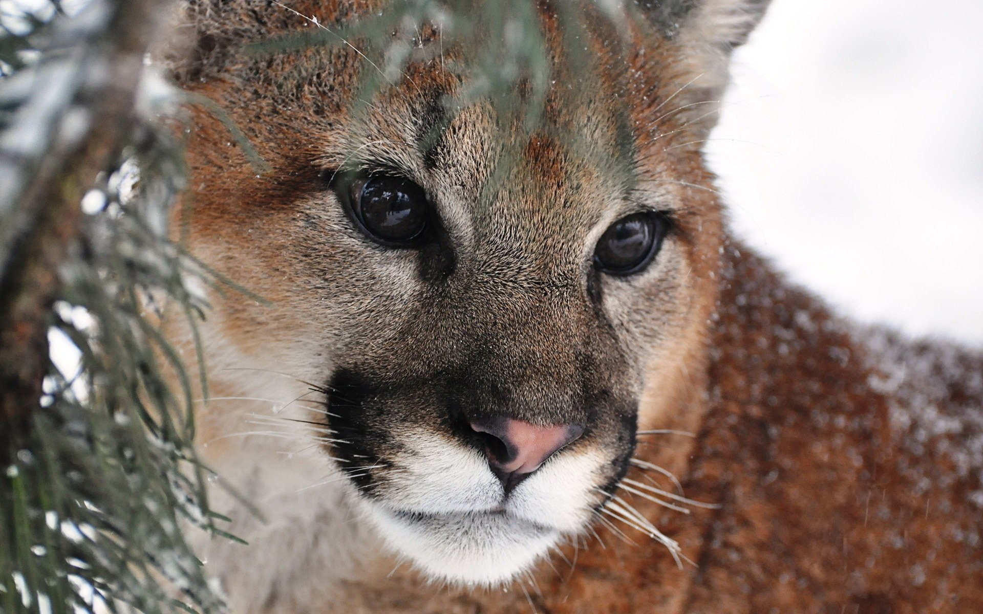 puma drapieżnik pysk puma wąsy spojrzenie lew górski