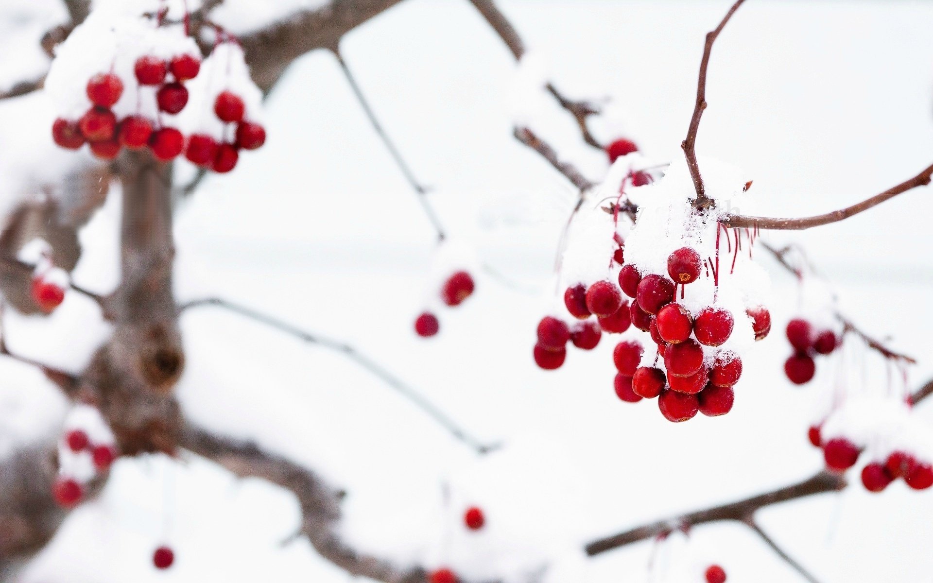 macro snow macro red tree winter berries tree branche