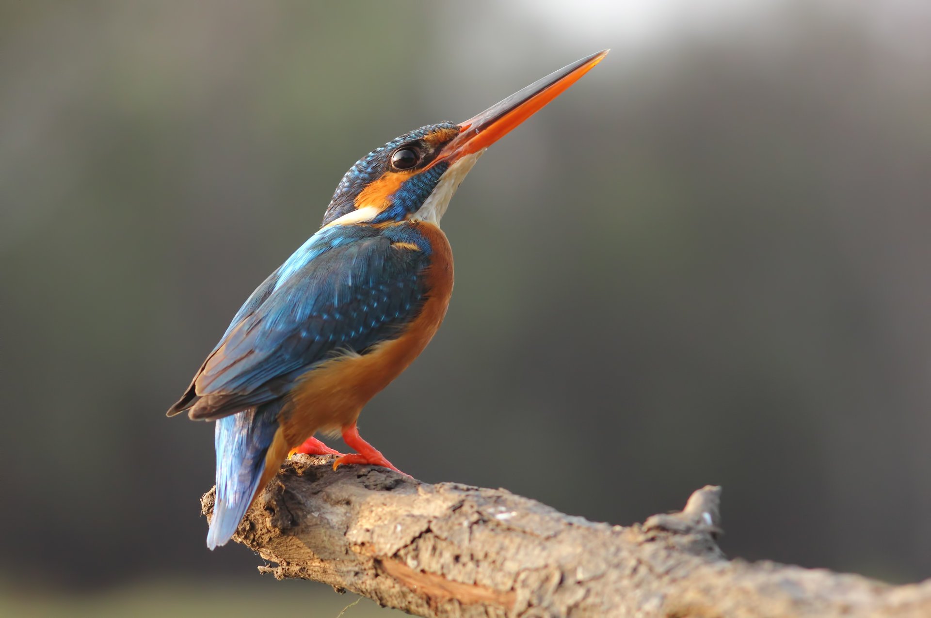 beak kingfisher paws branch eye