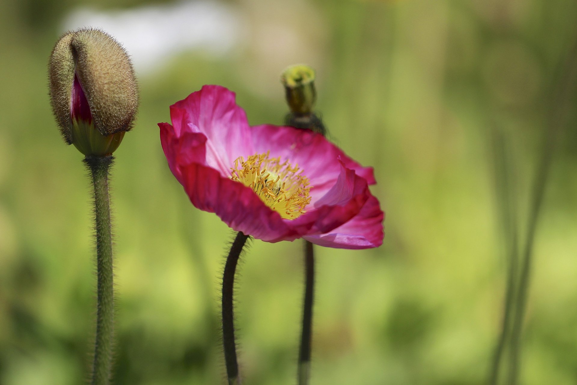 germoglio papavero rosa fiore sfondo