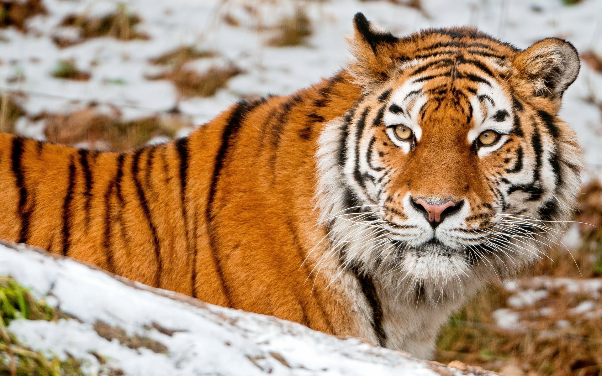 tiger snow animal face look