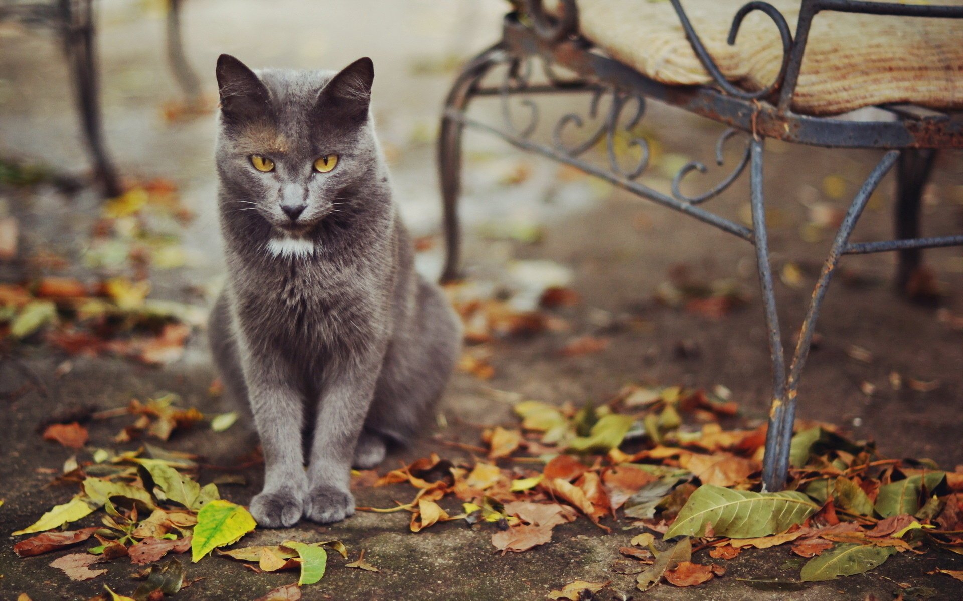 cat leaves street