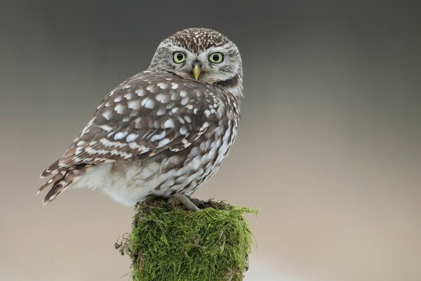 Owl on a stump covered with moss