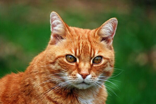 Rote Katze im Hintergrund der Natur