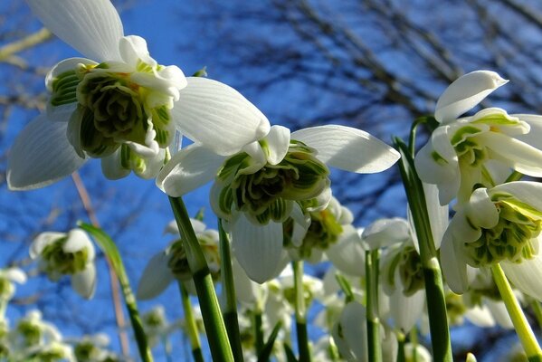 Macro photo of snowdrops against the sky