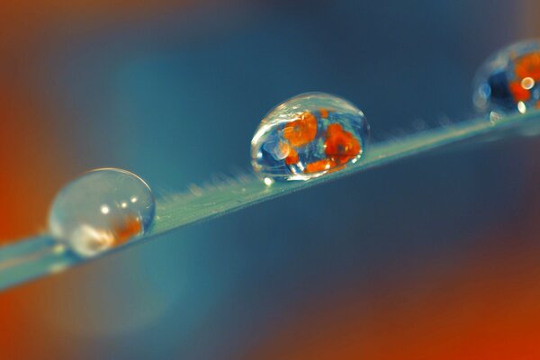 Crystal dew drops on a green stem