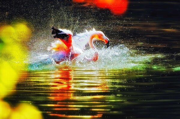 Pink flamingo creates splashes in the water