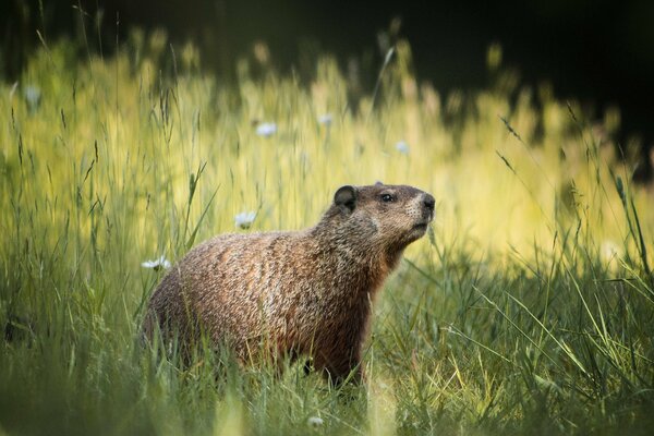 Groundhog in the summer grass with flowers