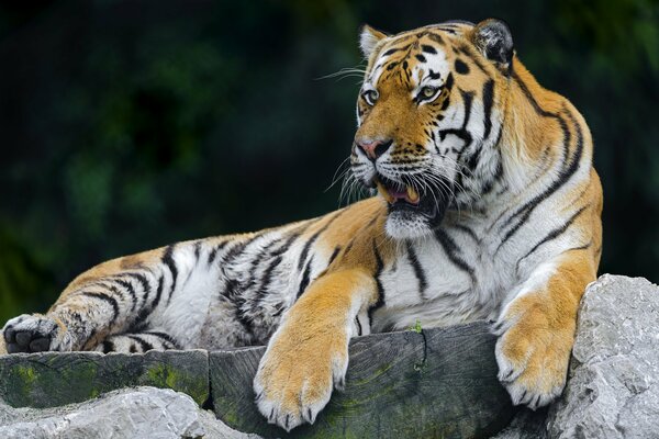 A beautiful tiger shows a grin