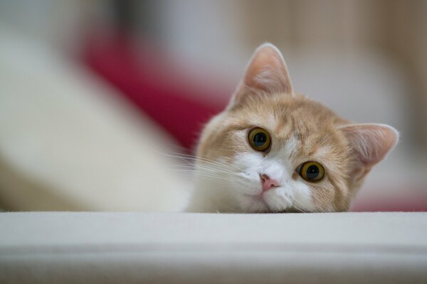 Die rote Schnauze der Katze, die aussieht