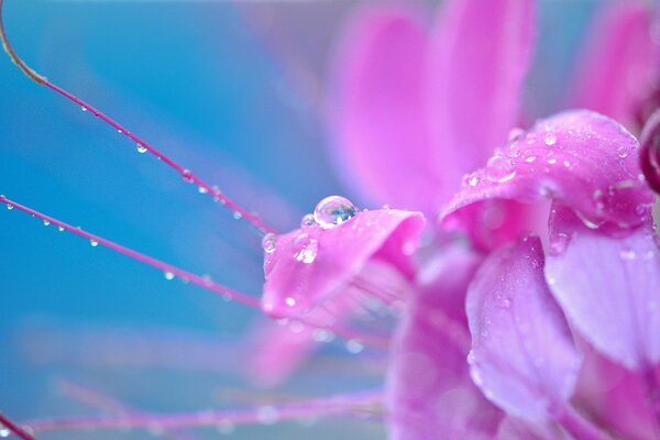 Wassertropfen auf den Blütenblättern der Blume