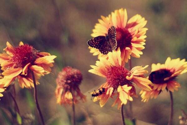 Vintage photo of a butterfly on flowers