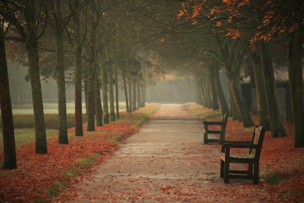 Autumn city park with benches