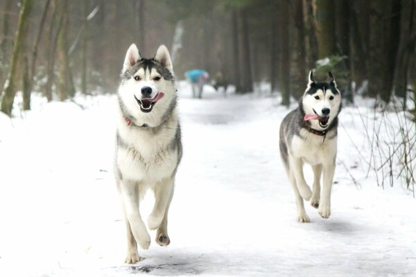 Running husky in winter in the snow