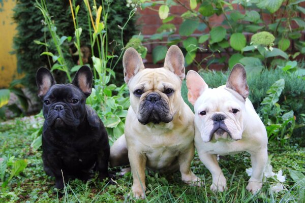 Three bulldogs of different colors on the lawn