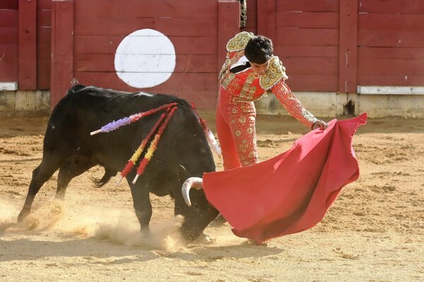 Corida toro infuriato e Matador con uno straccio rosso