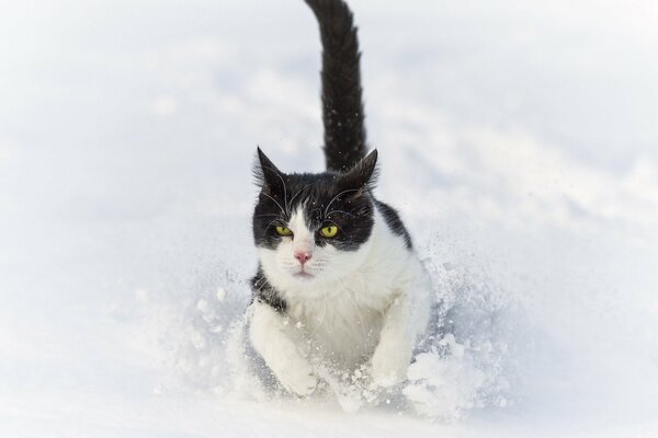 El gato corre sobre la nieve y se atasca en ella