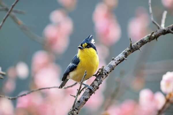 A small yellow bird in cherry blossoms