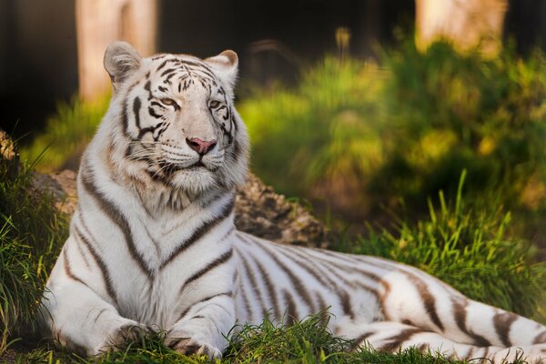 La belleza natural del tigre blanco