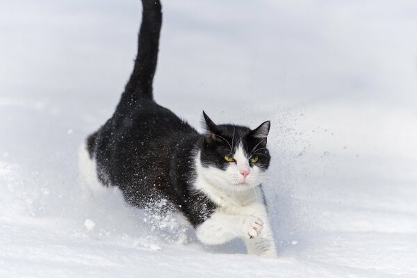 A cat runs through the snow. Cat in the snow