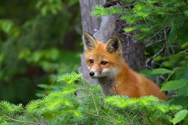 The fox cub lurked in the branches of the Christmas tree