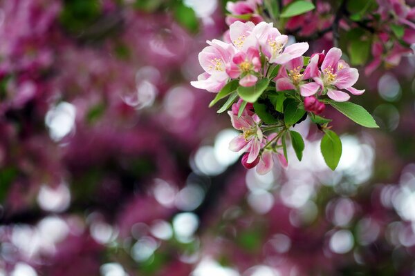 A sprig of apple tree in bloom, reminiscent of sakura