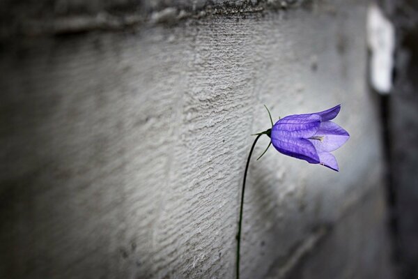 A lonely purple flower on a gray background