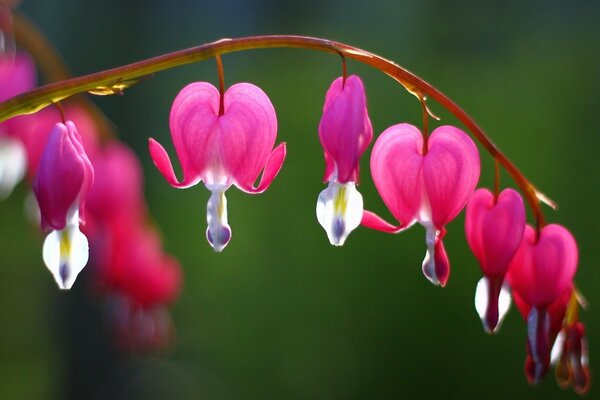 I fiori rosa sembrano un cuore che piange