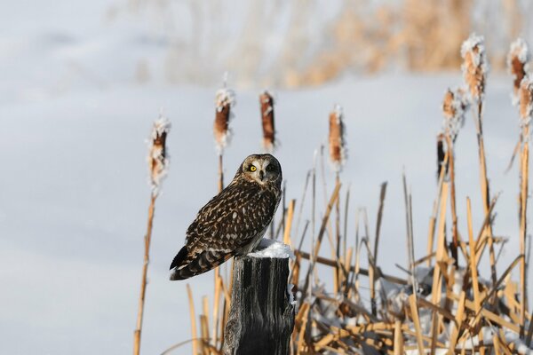 Paysage d hiver avec un oiseau sur une souche d arbre