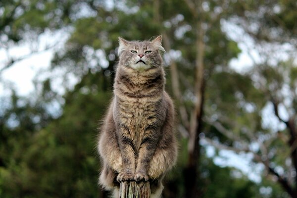 Un chat avec un regard confiant est assis sur une clôture