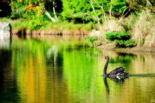 Cisne negro en el estanque de verano