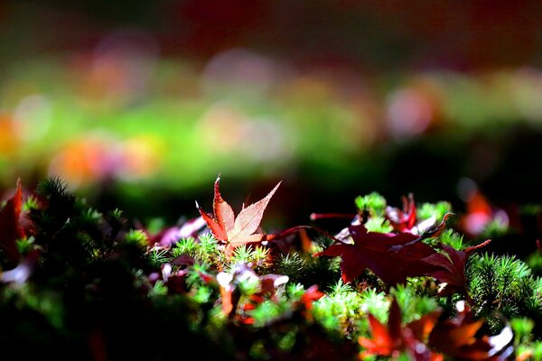 Hojas rojas de otoño en la hierba esponjosa