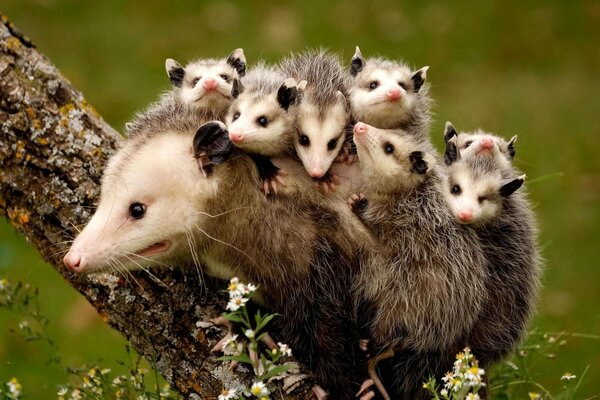 A family of possums on a tree trunk