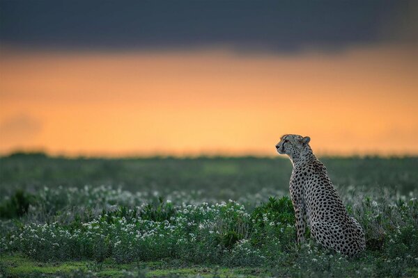 Guépard est assis et regarde au loin